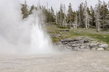 Wyoming 'deki Yellowstone Ulusal Parkı' nda gayzer.