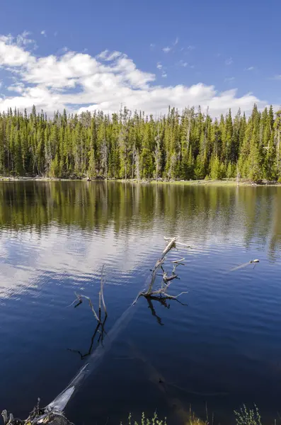 Prairies Lacs Rivières Dans Parc National Yellowstone Wyoming — Photo