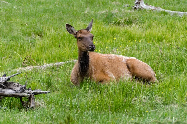 ワイオミング州のイエローストーン国立公園の鹿 — ストック写真