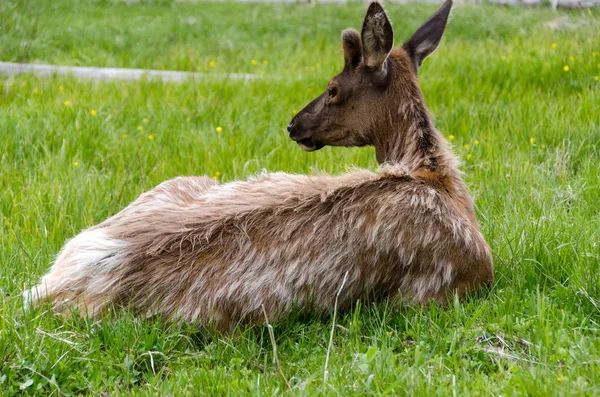 Cerfs Dans Parc National Yellowstone Dans Wyoming — Photo