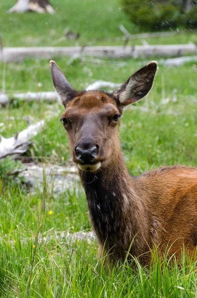 Ciervo Parque Nacional Yellowstone Wyoming — Foto de Stock