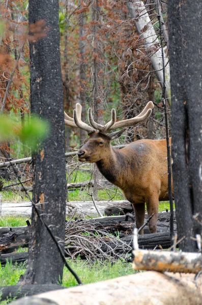 Herten Nationaal Park Yellowstone Wyoming — Stockfoto