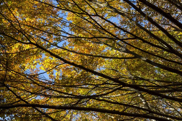 Jesienny Krajobraz Górach Genui Ligurii Włoszech — Zdjęcie stockowe