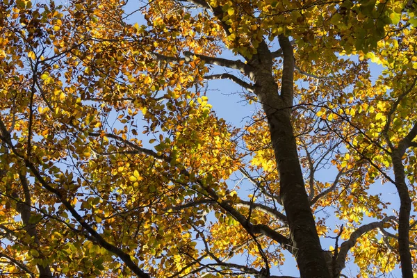 sonbahar manzara dağlarda Cenova İtalya Liguria