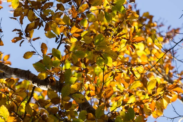 Paesaggio Autunnale Sulle Montagne Genova Liguria — Foto Stock