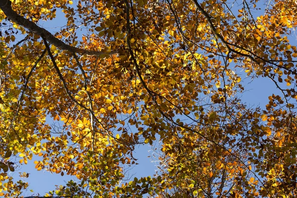 Paesaggio Autunnale Sulle Montagne Genova Liguria — Foto Stock