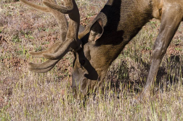 Ciervos Parque Nacional Del Gran Cañón Utah —  Fotos de Stock