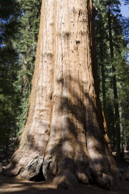 manzara Sequoia National Park California, Amerika Birleşik Devletleri