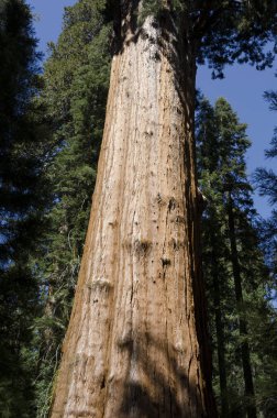 manzara Sequoia National Park California, Amerika Birleşik Devletleri