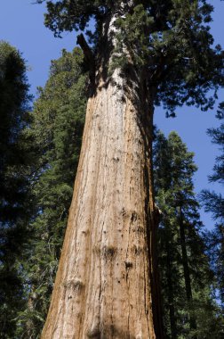 manzara Sequoia National Park California, Amerika Birleşik Devletleri