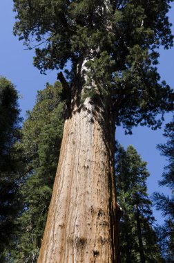 manzara Sequoia National Park California, Amerika Birleşik Devletleri