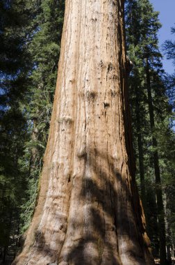 manzara Sequoia National Park California, Amerika Birleşik Devletleri
