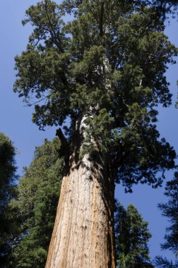 manzara Sequoia National Park California, Amerika Birleşik Devletleri