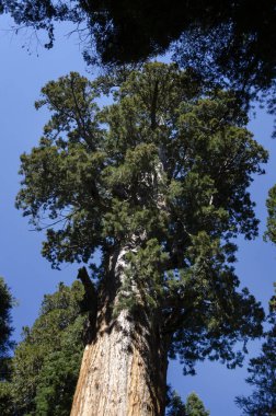 manzara Sequoia National Park California, Amerika Birleşik Devletleri