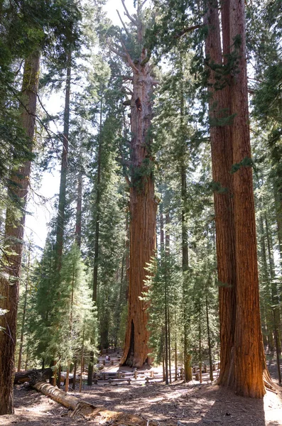 Krajina Sequoia National Park Kalifornii Spojených Státech Amerických — Stock fotografie