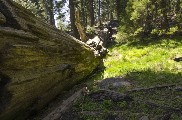 Paisagem Sequoia National Park Califórnia Nos Estados Unidos América — Fotografia de Stock