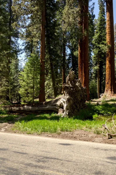 Paysage Dans Parc National Sequoia Californie Aux États Unis Amérique — Photo