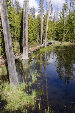 otlaklar, göller ve nehirler Yellowstone Milli Parkı'nda Wyoming