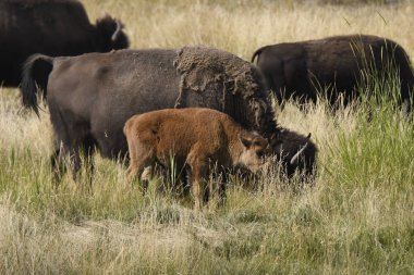 Bizon Yellowstone Nationale Park Wyoming