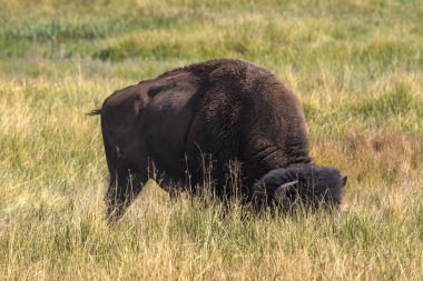 Bizon Yellowstone Nationale Park Wyoming