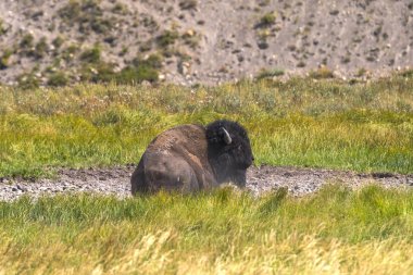 Bizon Yellowstone Nationale Park Wyoming