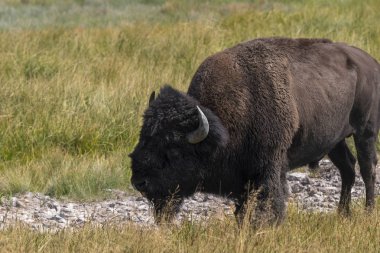 Bizon Yellowstone Nationale Park Wyoming