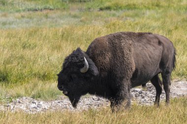 Bizon Yellowstone Nationale Park Wyoming
