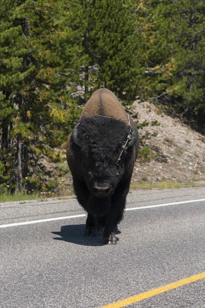 Bison Dans Parc National Yellowstone Dans Wyoming — Photo