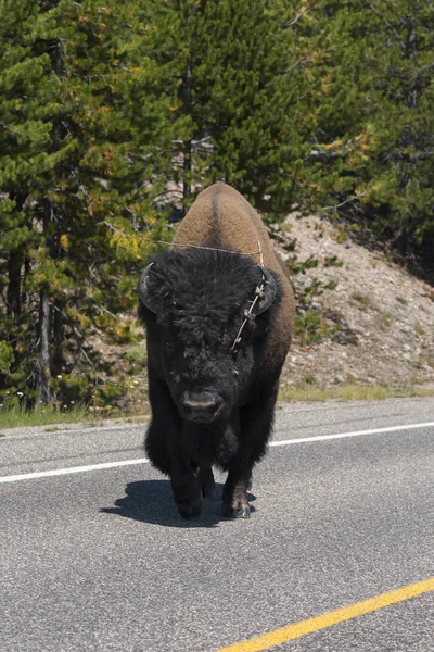Bison Dans Parc National Yellowstone Dans Wyoming — Photo