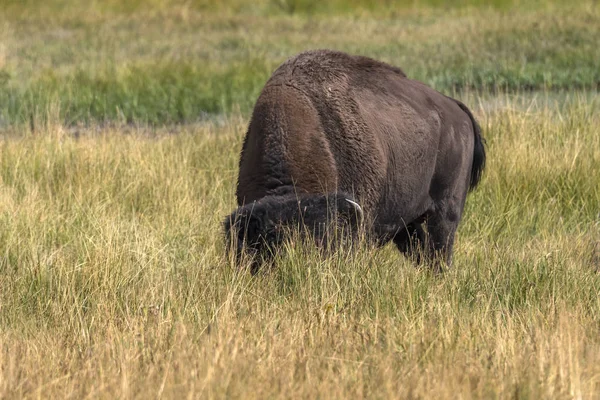 Wisente Yellowstone Nationalpark Wyoming — Stockfoto