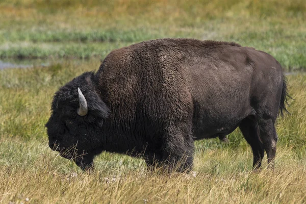 Bison Yellowstone Nationale Park Wyoming — Stock Photo, Image