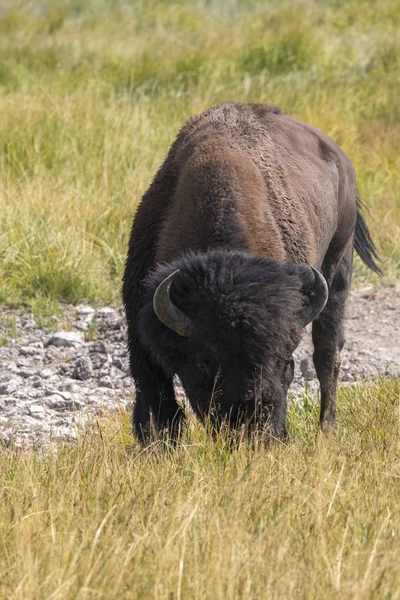 Wisente Yellowstone Nationalpark Wyoming — Stockfoto