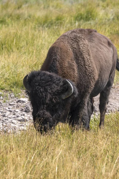 Wisente Yellowstone Nationalpark Wyoming — Stockfoto