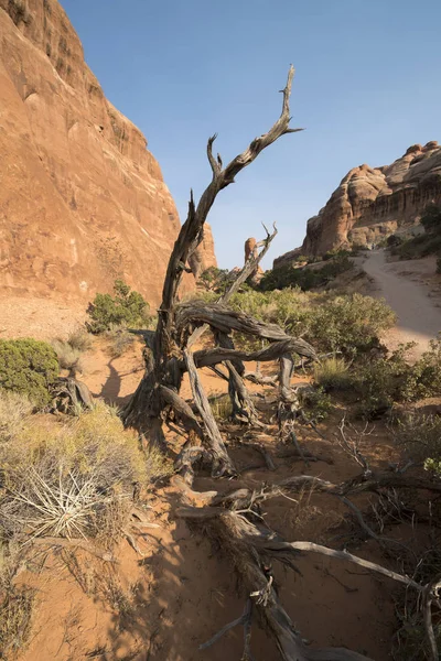 Liggande Arches Nationalpark Amerikas Förenta Stater — Stockfoto