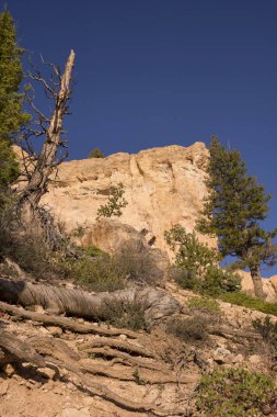 Ağaçlar ve kuş bryce canyon, Amerika Birleşik Devletleri