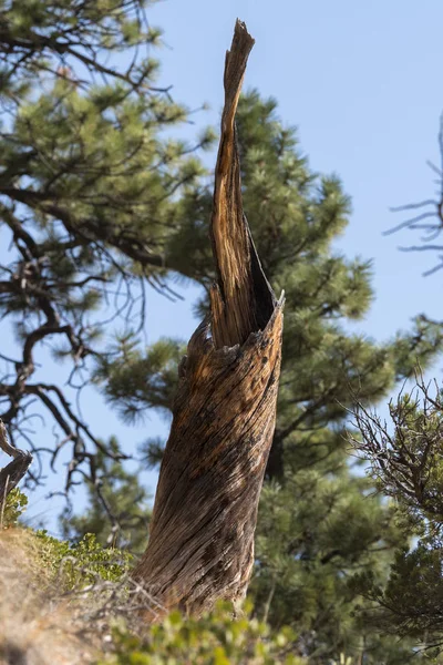 美国布莱斯峡谷的树木和鸟类 — 图库照片