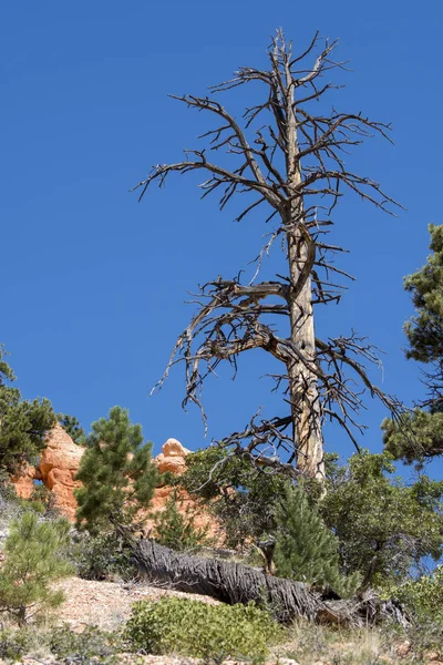 木やアメリカ合衆国にブライス キャニオンの鳥 — ストック写真