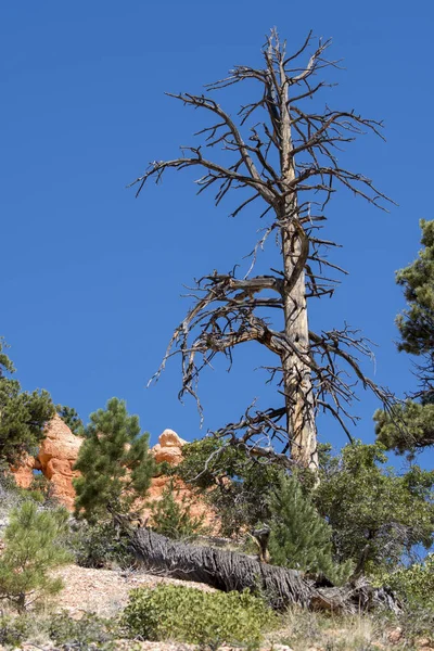 Δέντρα Και Πουλιά Bryce Canyon Στην Των Ηνωμένων Πολιτειών Της — Φωτογραφία Αρχείου