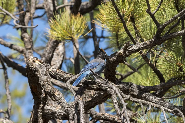 Árvores Pássaros Bryce Canyon Nos Estados Unidos América — Fotografia de Stock