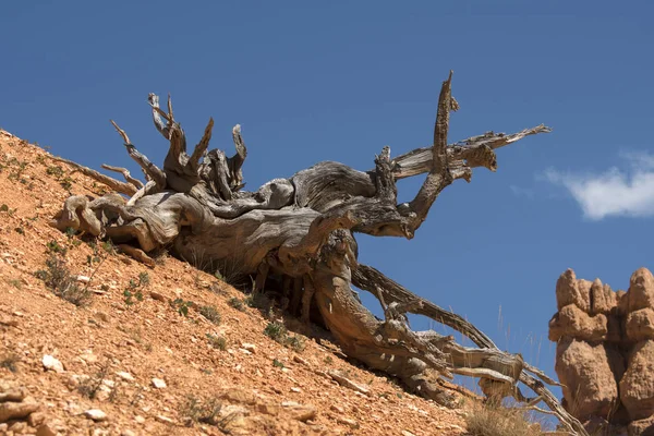 Drzew Ptaków Bryce Canyon Stany Zjednoczone Ameryki — Zdjęcie stockowe