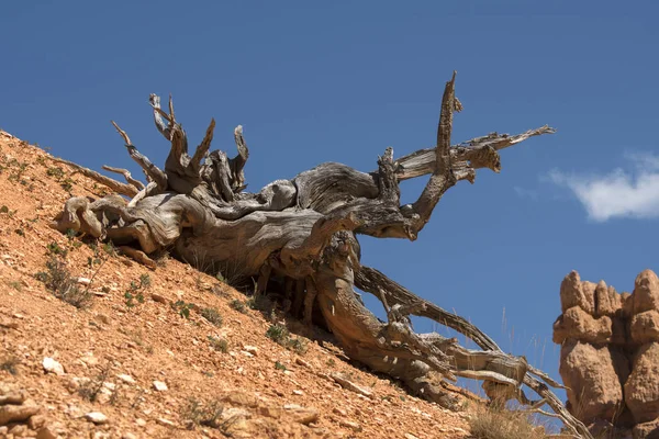 Bomen Vogels Bryce Canyon Verenigde Staten Van Amerika — Stockfoto