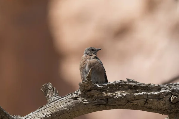 Árboles Aves Cañón Bryce Los Estados Unidos América — Foto de Stock