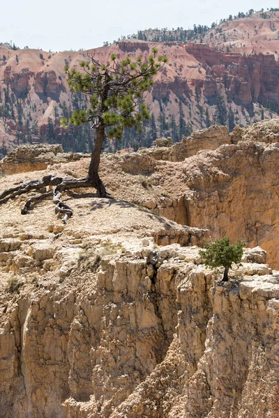 Arbres Oiseaux Dans Canyon Bryce Aux États Unis Amérique — Photo