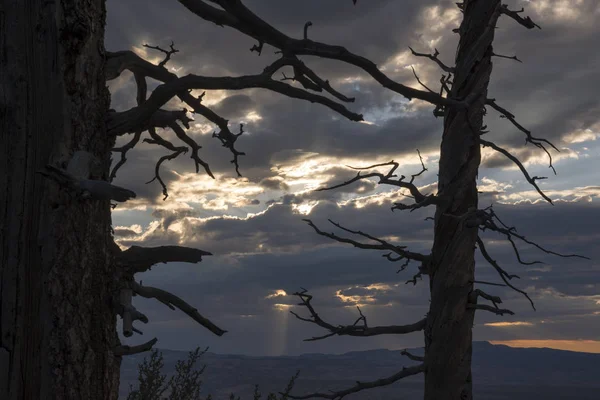 Arbres Oiseaux Dans Canyon Bryce Aux États Unis Amérique — Photo