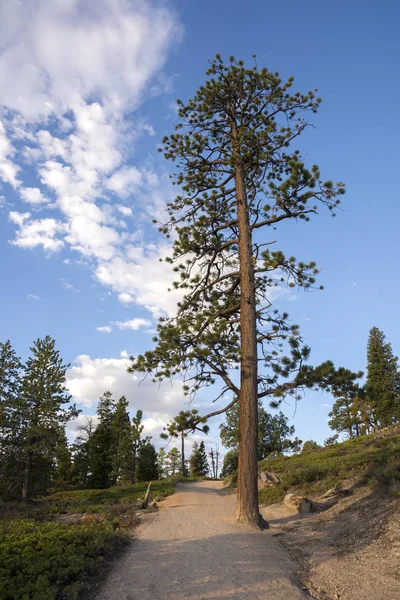 Pohon Pohon Dan Burung Burung Bryce Canyon Amerika Serikat — Stok Foto