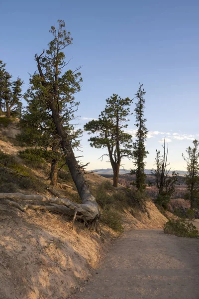 Pohon Pohon Dan Burung Burung Bryce Canyon Amerika Serikat — Stok Foto