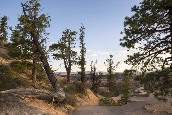 Bomen Vogels Bryce Canyon Verenigde Staten Van Amerika — Stockfoto