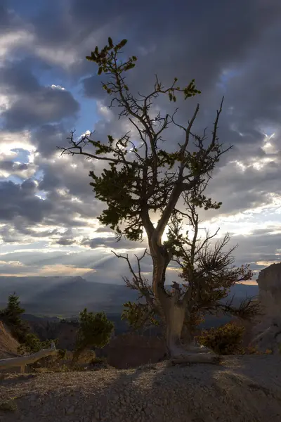 Fák Madarak Bryce Canyon Amerikai Egyesült Államok — Stock Fotó