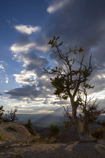 Деревья Птицы Брайс Каньоне Соединенных Штатах Америки — стоковое фото