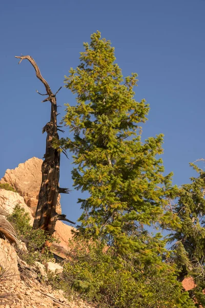 Δέντρα Και Πουλιά Bryce Canyon Στην Των Ηνωμένων Πολιτειών Της — Φωτογραφία Αρχείου